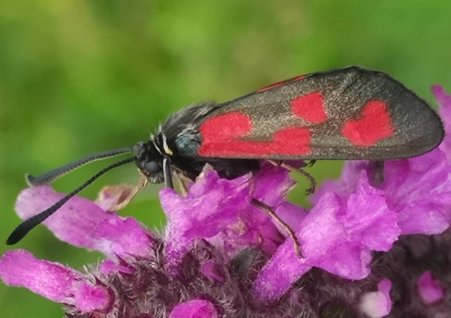 Zygaena loti - közönséges csüngőlepke