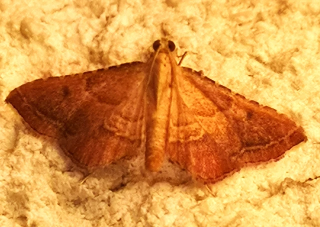 Endotricha flammealis - tüzesszárnyú fényilonca
