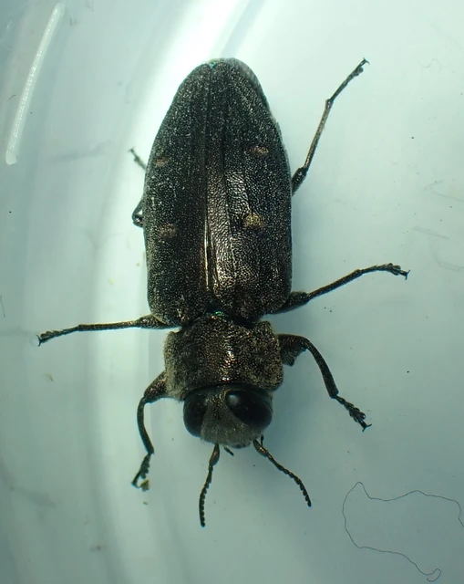 Chrysobothris affinis - aranypettyes díszbogár