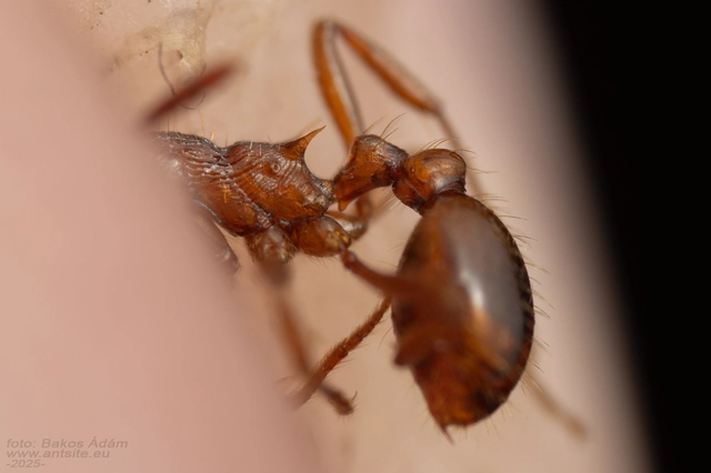 Myrmica rubra - közönséges bütyköshangya