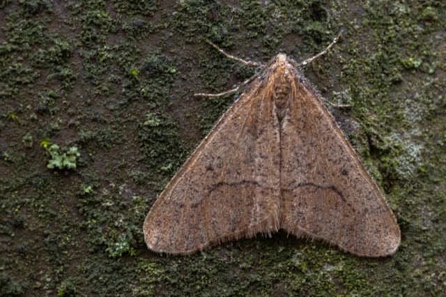 Erannis defoliaria - nagy téliaraszoló