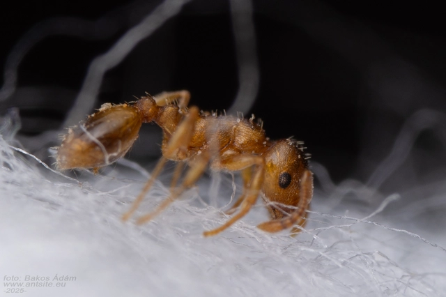 Temnothorax crassispinus - gubacslakó kéreghangya