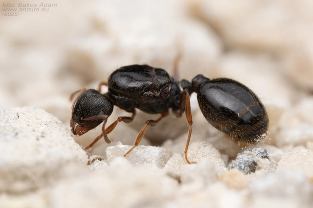 Tetramorium