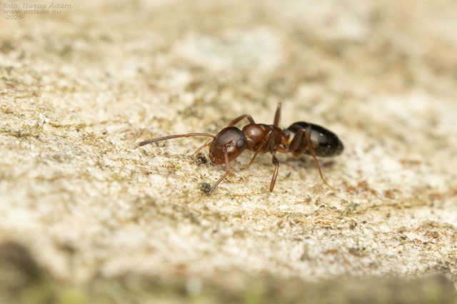 Colobopsis truncata - kapushangya