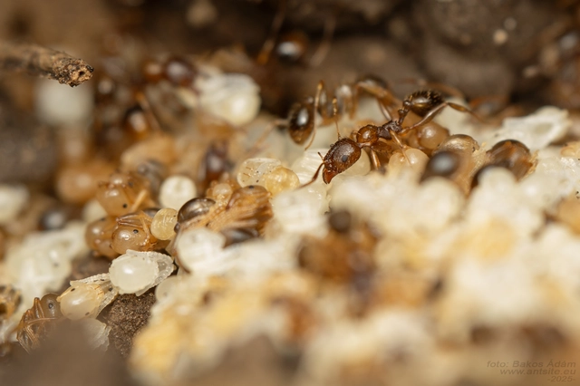 Aphaenogaster subterranea - vörös karcsúhangya