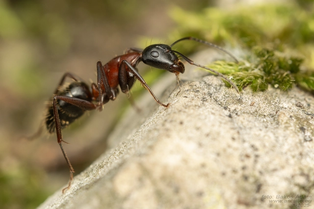 Camponotus ligniperda - faodvasító lóhangya