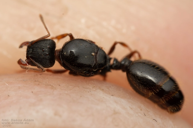 Tetramorium