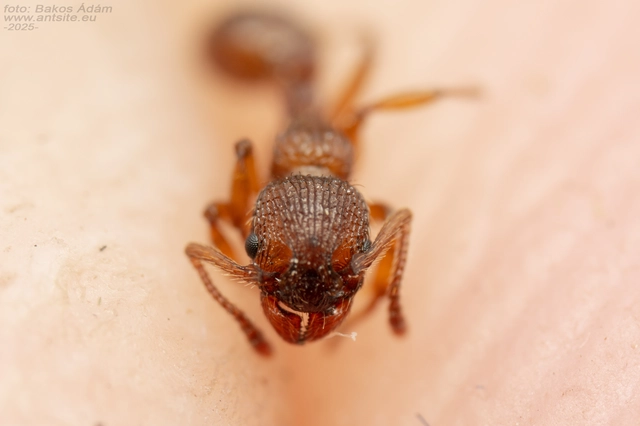 Myrmica sabuleti - gyakori bütyköshangya