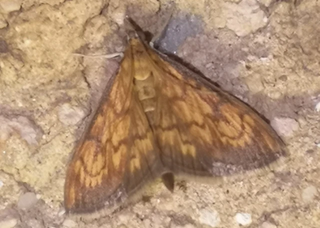 Ecpyrrhorrhoe rubiginalis - rozsdavörös tűzmoly