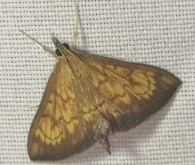 Ecpyrrhorrhoe rubiginalis - rozsdavörös tűzmoly