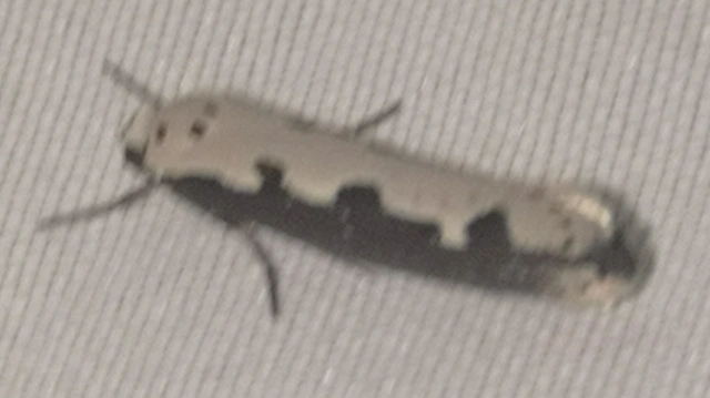 Ethmia bipunctella - kétpettyes feketemoly