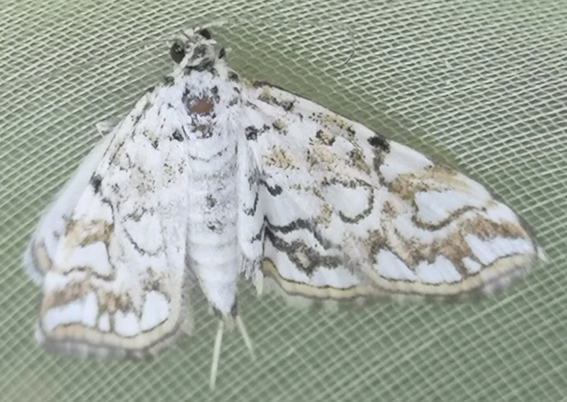 Elophila nymphaeata - tarka vízimoly