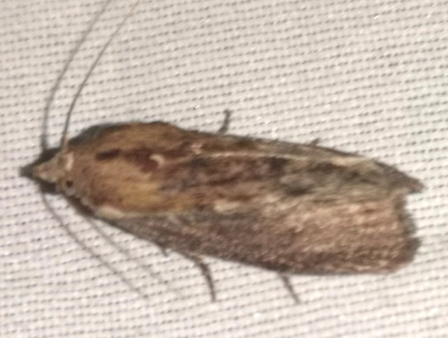 Galleria mellonella - nagy viaszmoly