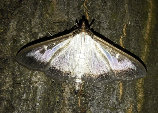 Cydalima perspectalis - puszpáng-tűzmoly