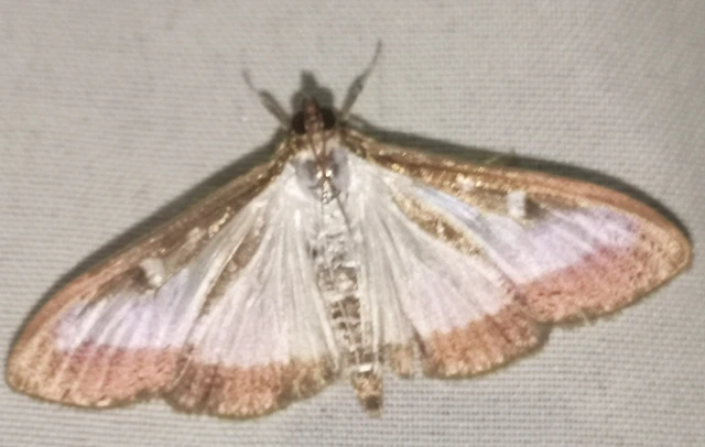 Cydalima perspectalis - puszpáng-tűzmoly