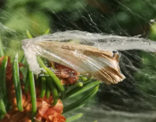 Cydalima perspectalis - puszpáng-tűzmoly