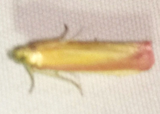 Oncocera semirubella - lucernamoly