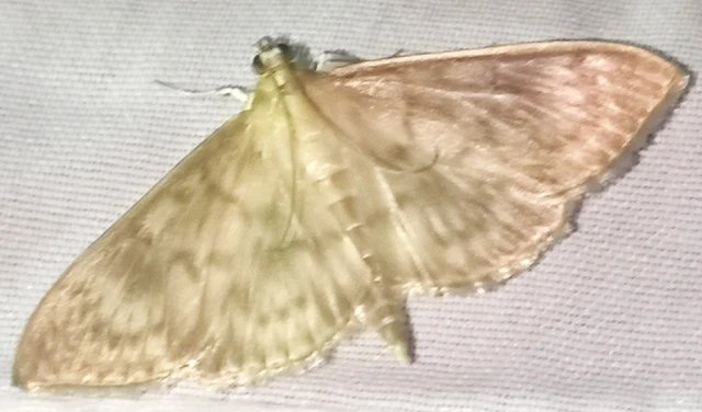 Patania ruralis - csalánevő tűzmoly