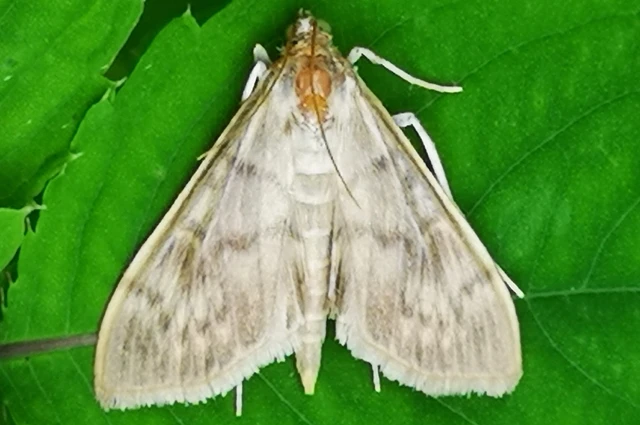 Patania ruralis - csalánevő tűzmoly