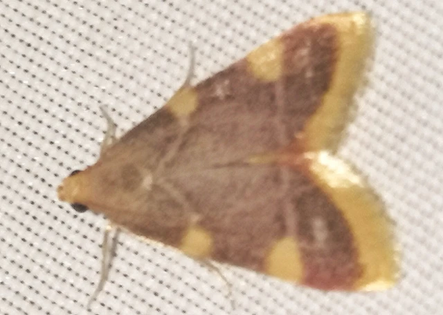 Hypsopygia costalis - szénailonca