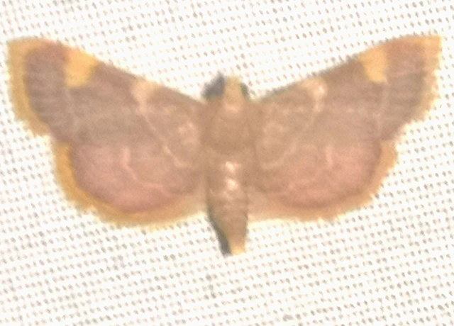 Hypsopygia costalis - szénailonca