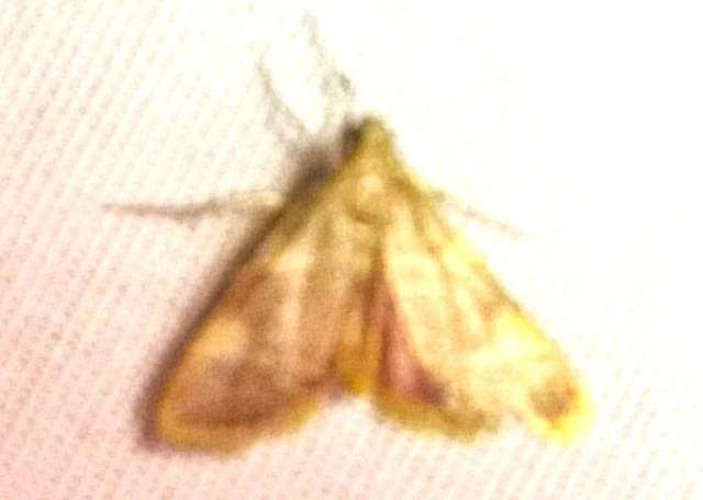 Hypsopygia costalis - szénailonca