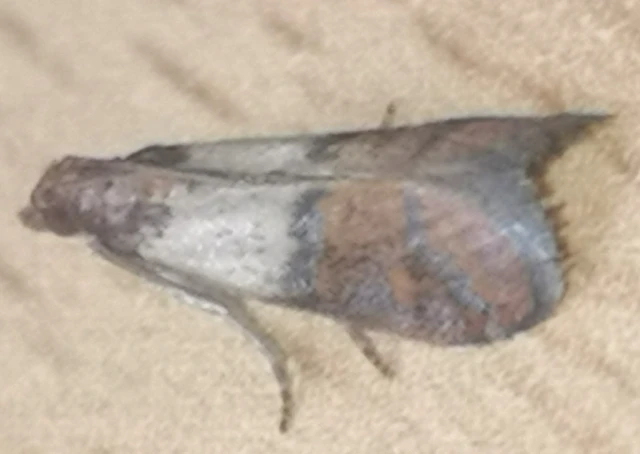 Plodia interpunctella - aszalványmoly