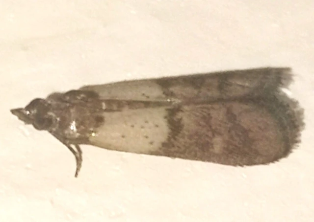 Plodia interpunctella - aszalványmoly