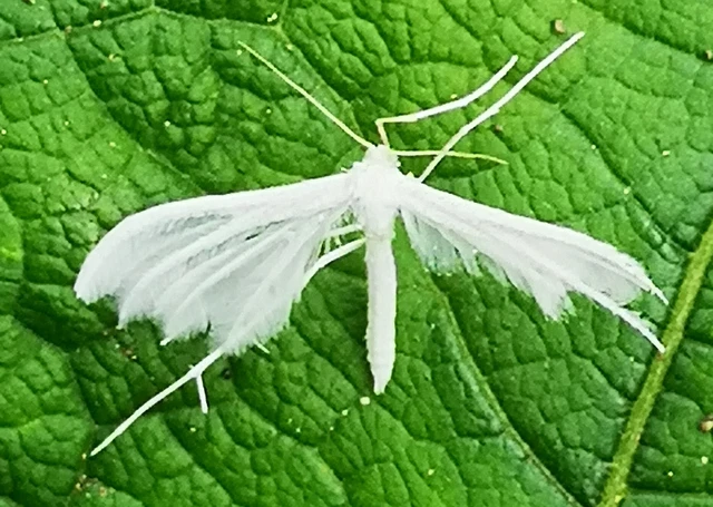 Pterophorus pentadactyla - fehér tollasmoly
