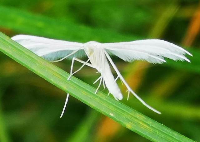 Pterophorus pentadactyla - fehér tollasmoly