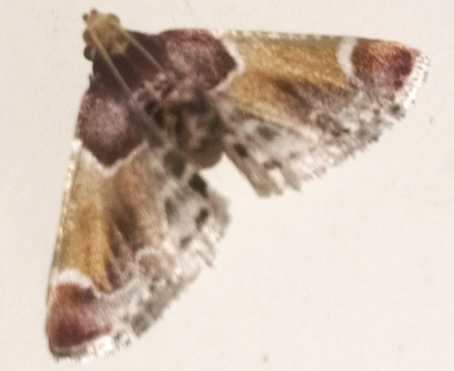Pyralis farinalis - lisztilonca