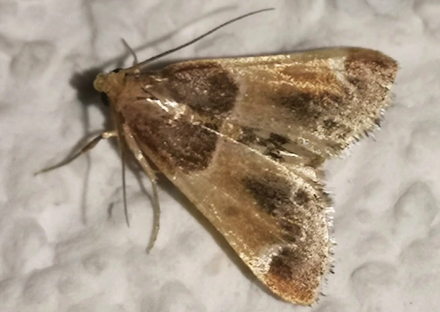 Pyralis farinalis - lisztilonca