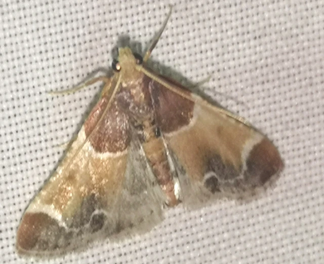 Pyralis farinalis - lisztilonca