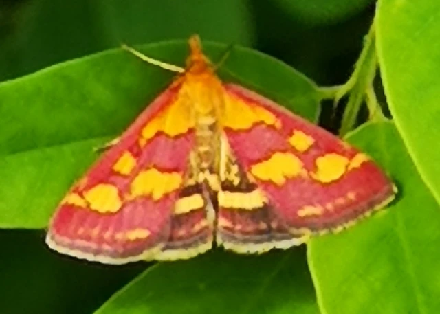 Pyrausta purpuralis - közönséges bíbormoly