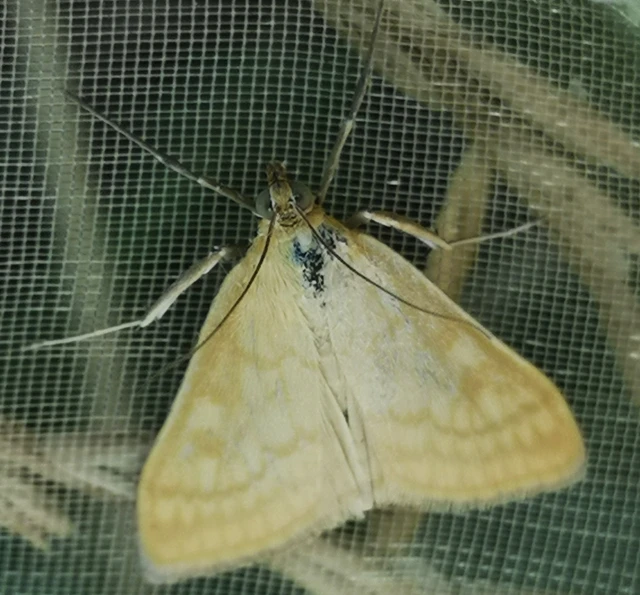 Sitochroa verticalis - világossárga dudvamoly