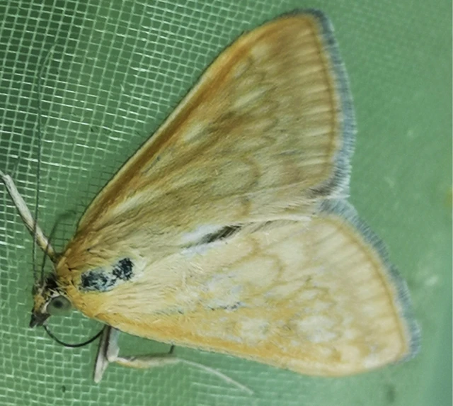 Sitochroa verticalis - világossárga dudvamoly
