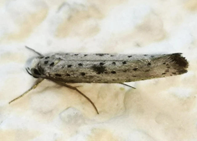 Yponomeuta plumbella - pókhálós bengemoly