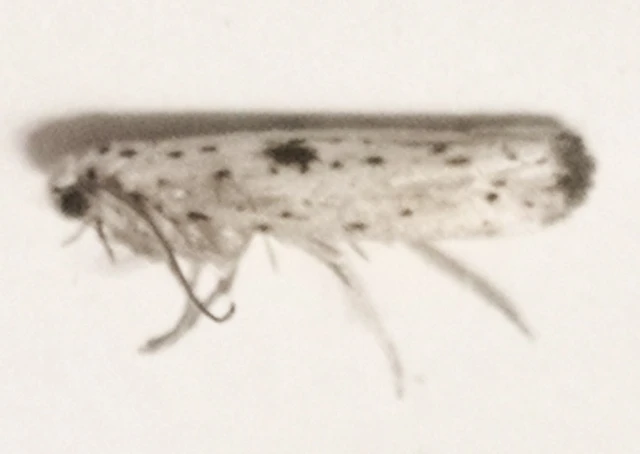 Yponomeuta plumbella - pókhálós bengemoly