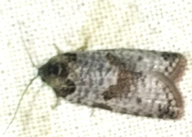 Pseudeulia asinana - korai sodrómoly