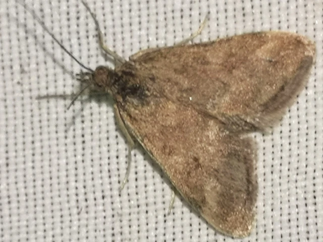 Pyrausta despicata - réti bíbormoly