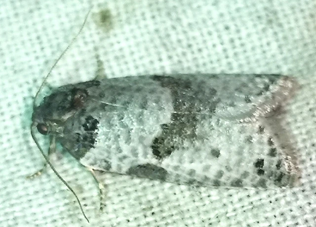 Pseudeulia asinana - korai sodrómoly