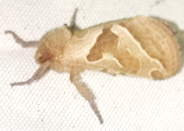 Triodia sylvina - kis gyökérrágólepke