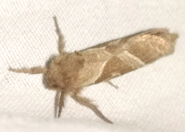 Triodia sylvina - kis gyökérrágólepke