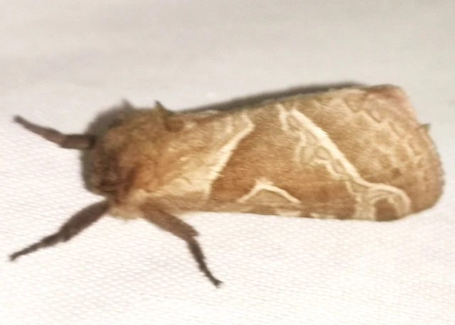 Triodia sylvina - kis gyökérrágólepke