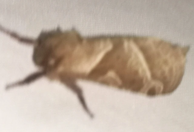 Triodia sylvina - kis gyökérrágólepke