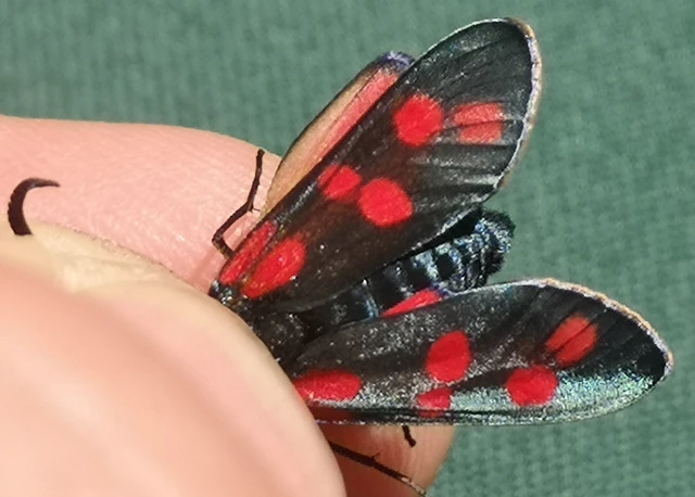 Zygaena filipendulae - acélszínű csüngőlepke