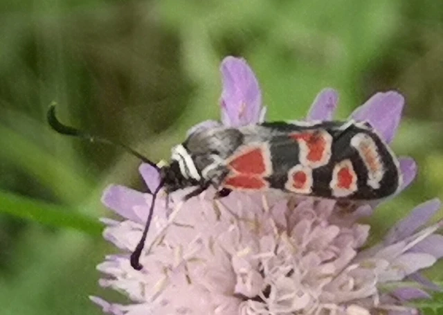 Zygaena carniolica - fehérgyűrűs csüngőlepke