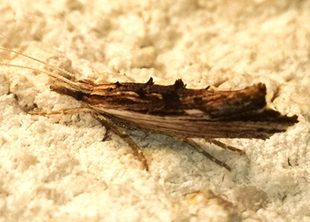 Ypsolopha scabrella - körtelevél-tarkamoly