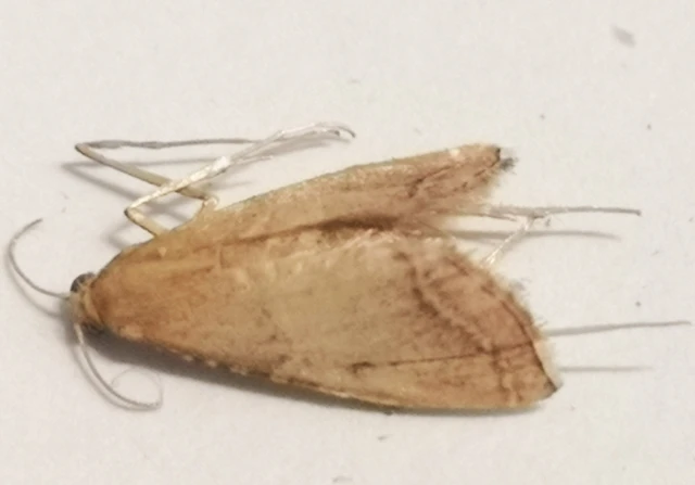 Endotricha flammealis - tüzesszárnyú fényilonca