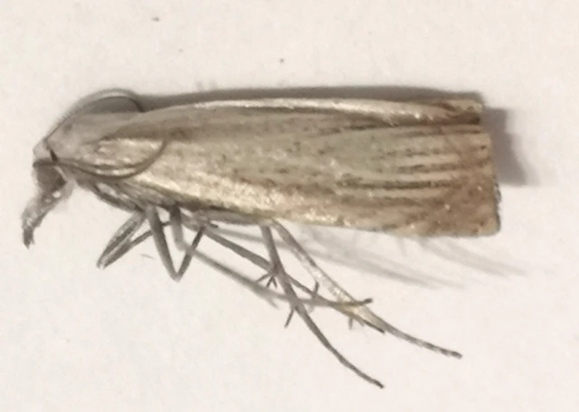 Chrysoteuchia culmella - kerti fűgyökérmoly